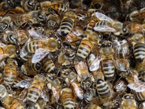 picture of bees